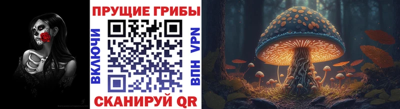 Купить где  Шацк  Галлюциногенные грибы мицелий 